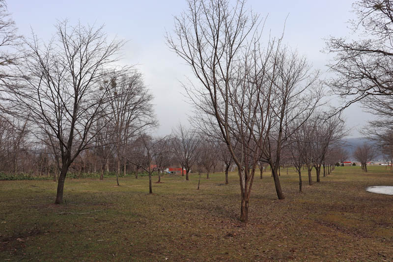 山部の桜の名所