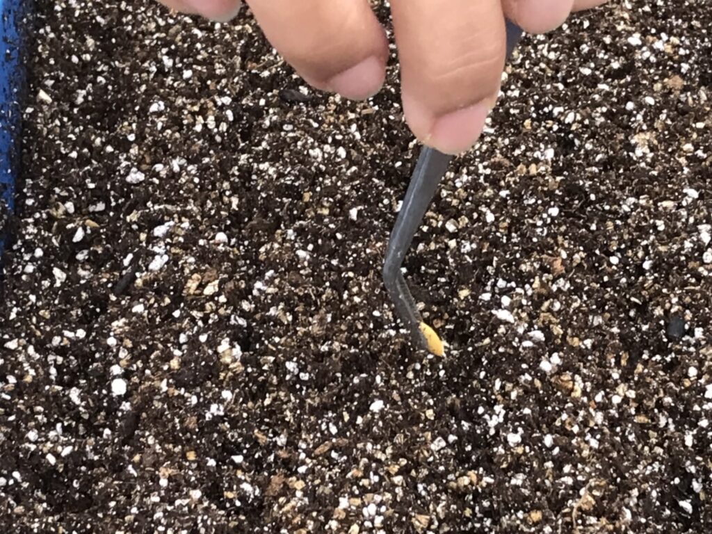 メロンの種は芽を下にして植える