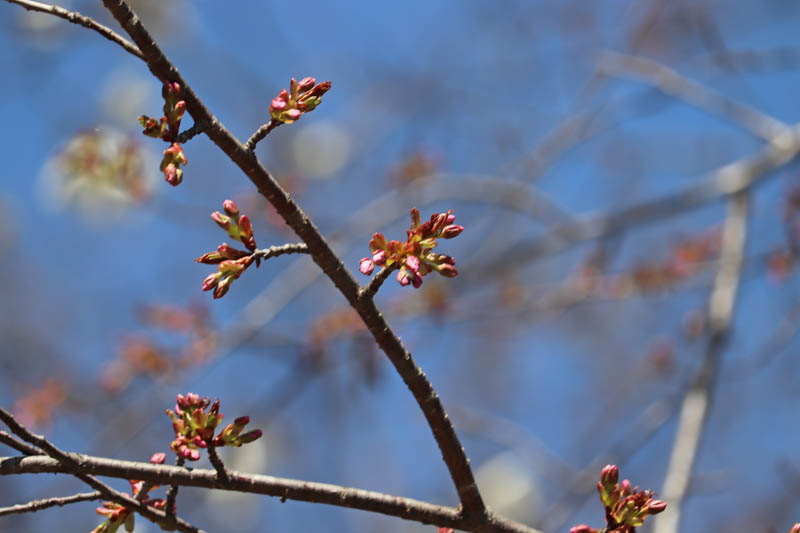 開花直前の桜