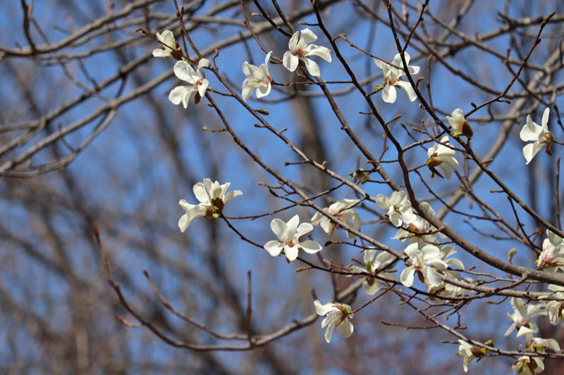 富良野のこぶしの花